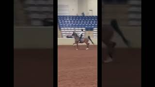 artie was READY to go for this ride his motion 😻 saddleseat horses nachs nationalacademy [upl. by Bates]