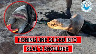 Fishing Line Sliced Into Seals Shoulder [upl. by Deden]