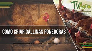 Como Criar Gallinas Ponedoras  TvAgro por Juan Gonzalo Angel [upl. by Bonita]