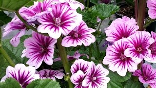 Best Perennials for Sun  Malva Zebrina French Mallow [upl. by Guido]