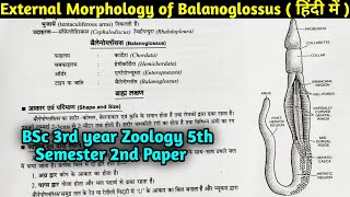 External Morphology of Balanoglossus in Hindi  BSc 3rd year Zoology 5th semester Second Paper [upl. by Stock]