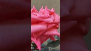 A bloom that speaks of love and remembrance – the Memorial Pink Rose 🌸💕 youtubeshorts [upl. by Crescentia201]