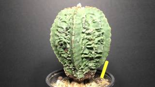 1004 Astrophytum Myriostigma cv Special Fukuryu Hekiran  Vid 1 [upl. by Eenitsed]