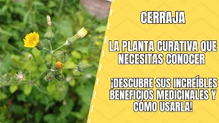 Las propiedades medicinales de la Cerraja que debes conocer [upl. by Melitta833]