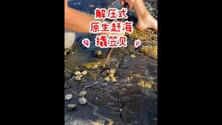 挪威沉浸式赶海捡将军帽Picking ocean limpets  Norwegian coast [upl. by Sherman]