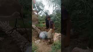 Copernicia Palm loading pakistan nature garden landscape sale shorts punjab agriculture [upl. by Patric]