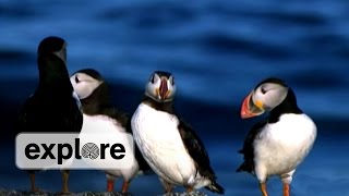 Project Puffin 40 Years of Seabird Restoration [upl. by Ahk]