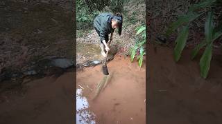 Catching fish carter sharer cichlid koi fishing blacktiph flair snakehead big fish [upl. by Lennard80]