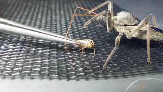 Assassin Bugs Wheel Bug Arilus Cristatus feeding [upl. by Gombosi873]