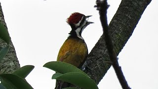 Bird Call COMMON FLAMEBACK WOODPECKER [upl. by Nagyam500]