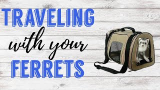 Traveling With Your Ferrets  Pazuandfriends [upl. by Keenan]