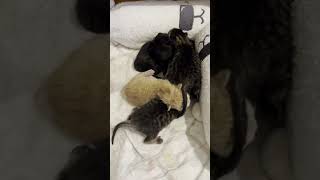 My cat gave birth and there sooo CUTE [upl. by Marquet423]