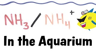 Ammonia and Ammonium in the Aquarium [upl. by Rothschild]