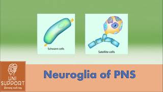 Neuroglia of PNS  Schwan Cells  Satellite Cells [upl. by Leblanc719]