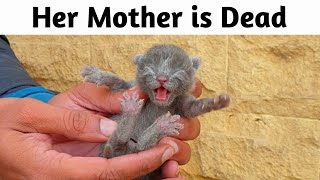 Trying to save life of 5 days old poor newborn kitten [upl. by Gnov]