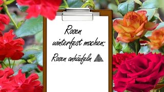 Rosen winterfest machen Rosen anhäufeln [upl. by Yenffit]