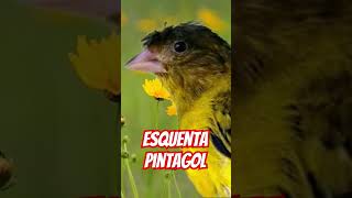 Esquenta seu pintagol 🎶  pintagol pintassilgo PassarosecantosdoBrasil8388 pintagol [upl. by Katleen]