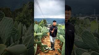 Cactus Pruning Techniques For High Yield Fruits farming agriculture satisfying [upl. by Manwell]