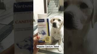 Bella Takes Her Calcium Tablet Like a Pro  Virbac Canitone Supplement for Dogs [upl. by Kaye]