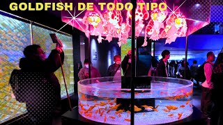 LOS PECES GOLDFISH DE JAPÓN [upl. by Enelyw]