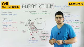 Endoplasmic Reticulum structure and functions  Video 6 [upl. by Belia]