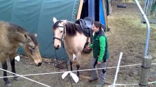 Tacking up Chicilla at liberty  BampF Horsemanship [upl. by Paddy217]