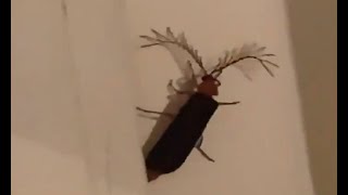 Flying Cockroach Attack Compilation  Directed by Robert B Weide cockroach meme [upl. by Giovanni]