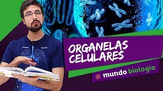 🔬 Citologia 27 Organelas Celulares  Biologia  ENEM [upl. by Bullivant128]