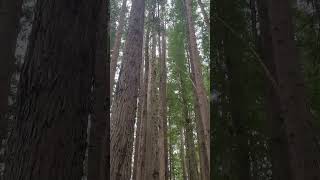 The Incredible Bulk  Californian Redwoods Great Otway National Park  13102024 [upl. by Napas]