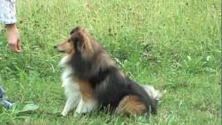 Sheltie Joy  Tricks amp Commands [upl. by Nalyt]