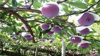 Japan Giant Plum Farm Harvesting  Sumo Plum Japan  Amazing Japan Agriculture Technology [upl. by Candice]