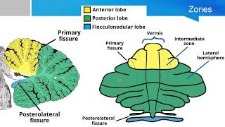 Neurosurgery written board crash course  cerebellum part 1 [upl. by Aznarepse]