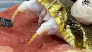 Deadly Snake Venom Dissolves Flesh [upl. by Oicinoid683]