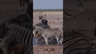 Etosha National Park at a Waterhole wildlife youtubeshorts [upl. by Nodearb]