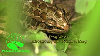 Introducing the Pickerel Frog [upl. by Arman]