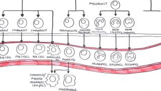 Haematopoesis and Myeloproliferative Disorder  Overview [upl. by Amled]