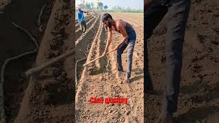 Cane planting farming sugarcane sugarplant shortvideo [upl. by Navek]