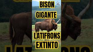 EXTINTO BISON GIGANTE LATIFRONS [upl. by Siramay]