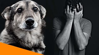 Tiermedizin und Depressionen  mentale Gesundheit am Limit [upl. by Javler]