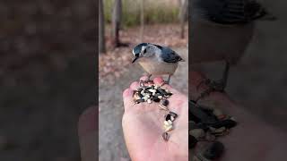 Nuthatch stays a while 😊 [upl. by Maziar]