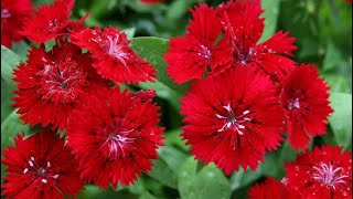 Dianthus combo offer plants flowers plantlover garden gardeningplants [upl. by Kcirddes]