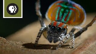 Peacock Spider Mating Dance [upl. by Laertnom530]