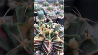 Gymnocalycium Mihanovichii Variegated unnamed with unusual spines and unique colors [upl. by Eliak231]