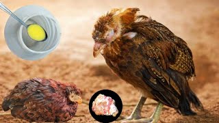 Prevention amp Treatment of Coccidiosis in Poultry Birds  Dr ARSHAD [upl. by Revert]