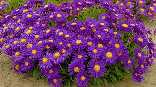 How to Plant Ground Cover Perennials Summer Garden Guide [upl. by Nivalc]