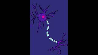 Action Potential in a Neuron [upl. by Suirad242]