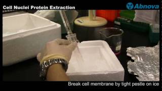 Cell Nuclei Protein Extraction [upl. by Russ]