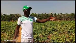 salia traoré visite chez une fan renouvellement d obergine Africain [upl. by Rufina]