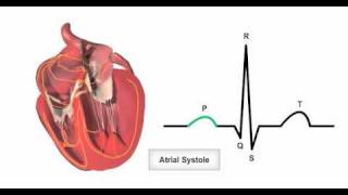 Anatomy amp Physiology Online  Cardiac conduction system and its relationship with ECG [upl. by Enyaht]