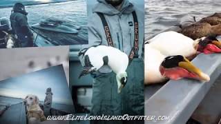 Eider Layout Hunting 2018 Long Island New York [upl. by Del297]